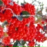 Serene Soundscapes