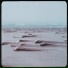 landlooper
