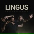 Lingus
