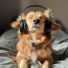 Pet Music, Puppy Music Therapy, Plectrasonics