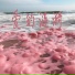 江心