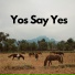 Yos Say Yes