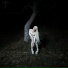 Baby Jane