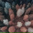 Deauxnuts, Nokiaa