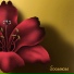 Sogranora