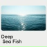 Sea Waves Sounds
