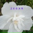 ZEGAR