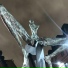 V1cky, damage oscar