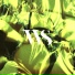 TXXIC VLONE, spotyswaga