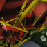 Torch Project & YM2912