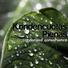 Kondencuotas Pienas