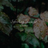 Meditation, Rain for Deep Sleep, Studying Music