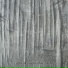 Accasari