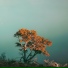 Chill Beats, Lazy Tree Records