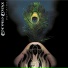 Corvus Corax