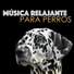 Música Relajante para Perros