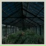 Foxing