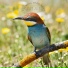 ASMR Birds in the Forest