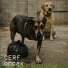 CERF