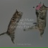 Music For Cats, RelaxMyCat, Music For Cats Peace