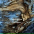 Aron van Selm