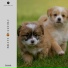 Musica Per Cani