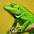 IGUANA