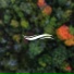 Olej