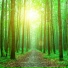Nature Noise Wind
