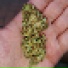 Young Addict