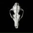 Noctem Vulpes