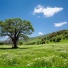 Koico Relaxation Music