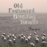 Old Fashioned Bleeding Hearts