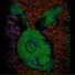 come bunnies