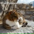The Cat Relaxer