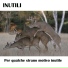 Inutili