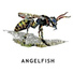 Angelfish