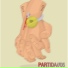 Cerocinco