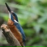 ASMR Bird Sounds