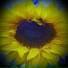 SDM MusicByStephen