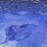 NESTEROV