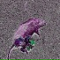 pieceofcorpse