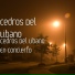 Cedros Del Libano
