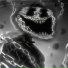 EANDSPLEK