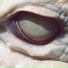 lunar vision