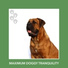 Dog Chill Out Music