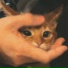 Clementine