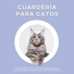 Musica para Gatos