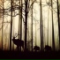 Worlwide Animals Survivor