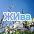 ЖИва